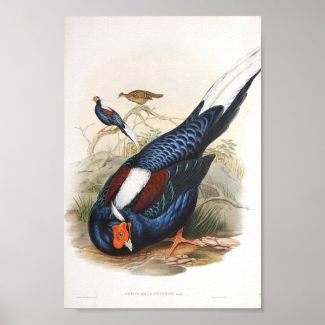 Poster Gould - Portfólio de Faisão de Fireback da Swinhow (Frente)
