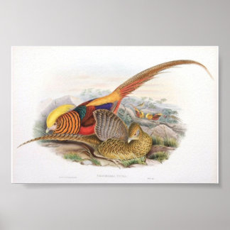 Póster Gould - Portfólio De Ficheiros De Ouro