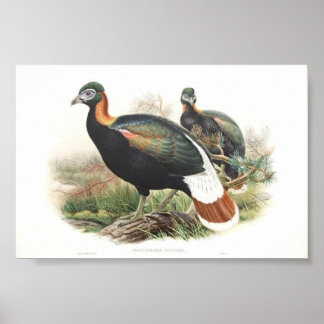 Poster Gould - Portfólio Monaul Pheasant da Sclater