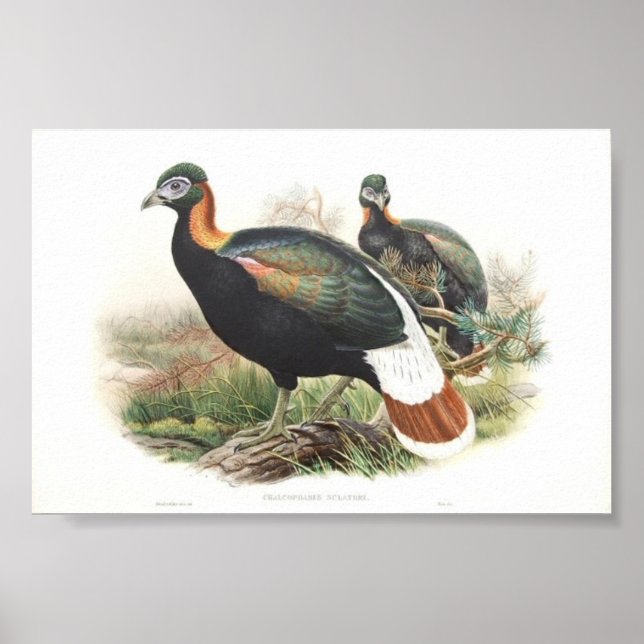 Poster Gould - Portfólio Monaul Pheasant da Sclater (Frente)