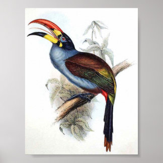 Póster Gould - Portfólio Toucano Aracari Rompido por Cinz