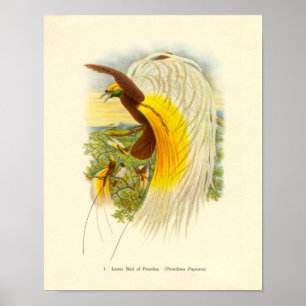Póster Gould - pouco pássaro da carteira do paraíso