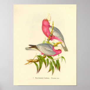 Póster Gould - Rose-Breasted Cockatoo Portfolio