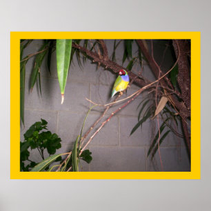 Poster Gouldian Finch