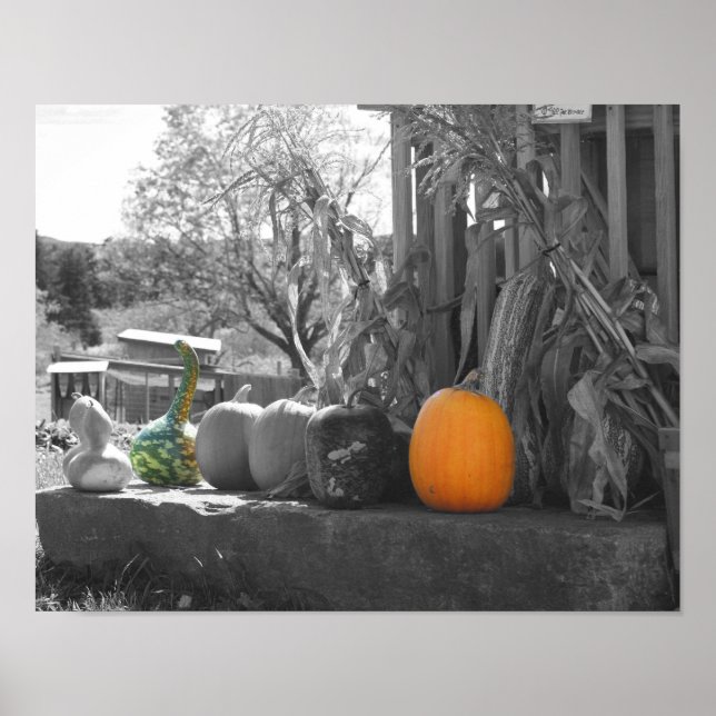 Póster Gourds Pumpkins Cornstalks Cor Parcial (Frente)