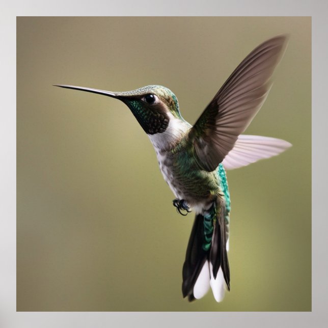 Poster Graceful Hummingbird - Fotografia da Natureza (Frente)