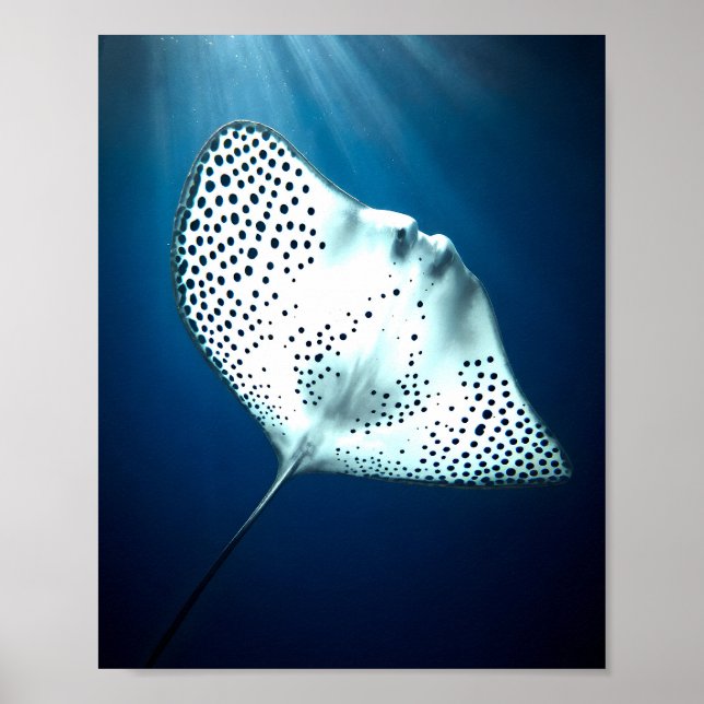 Poster Graceful Spotted Ray (Frente)