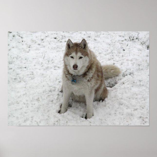 Póster Gracie 1 (Frente)