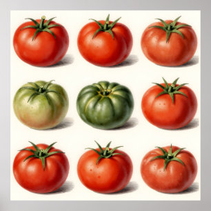 Poster Grade de Variedades de Tomate Antigo Botânico