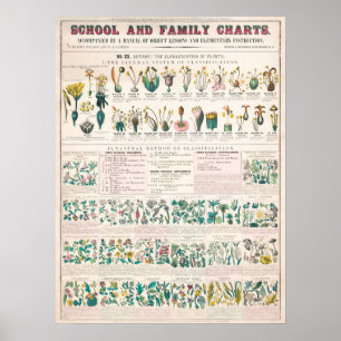 Poster Gráfico Botânico Vintage