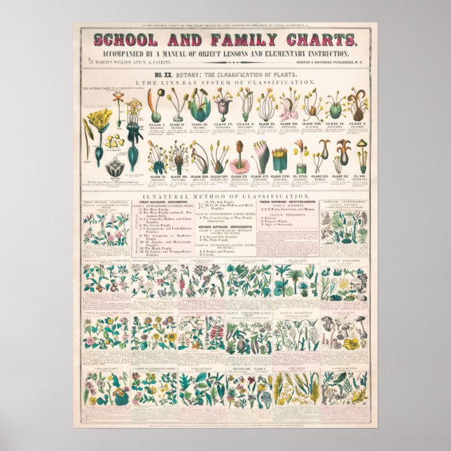 Poster Gráfico Botânico Vintage (Frente)