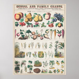 Poster Gráfico Botânico Vintage