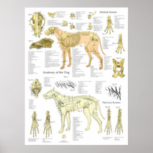 Poster Gráfico da Anatomia dos Nervos Esqueléticos do Cão