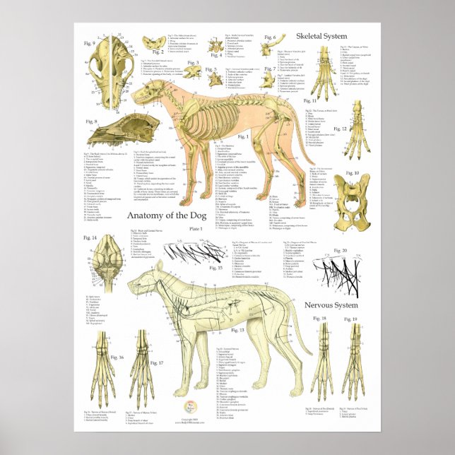 Poster Gráfico da Anatomia dos Nervos Esqueléticos do Cão (Frente)
