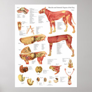 Poster Gráfico da Anatomia Interna dos Músculos do Cão