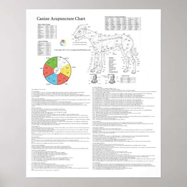 Póster Gráfico de Acupuntura de Cães (Frente)