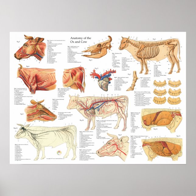 Poster Gráfico de Anatomia Bovina Ox Vaca 18" X 24" (Frente)