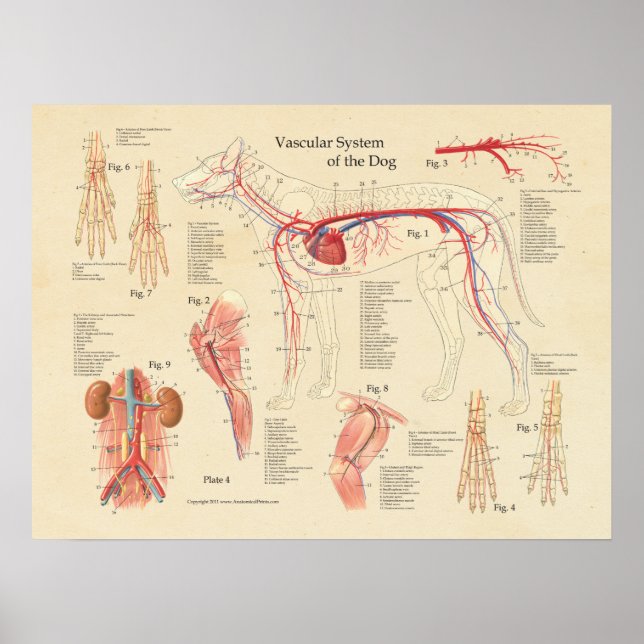 Poster Gráfico de Anatomia Cardíaca do Sistema Vascular C (Frente)