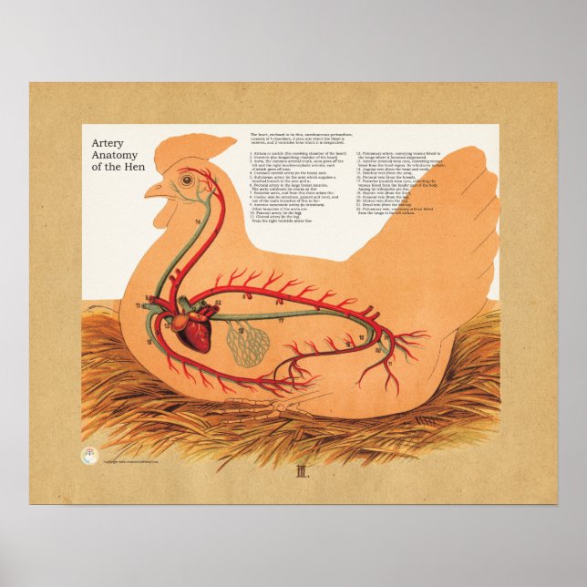 Poster Gráfico de Anatomia da artéria Chicken Hen (Frente)