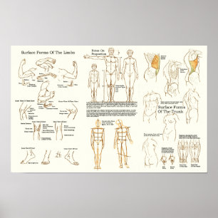 Poster Gráfico de Anatomia da Superfície Humana para Ar