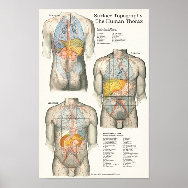 Poster Gráfico de Anatomia da Topografia da Superfície Hu (Frente)