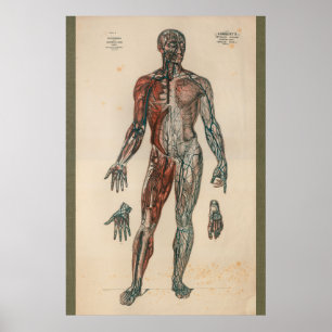 Póster Gráfico de Anatomia do Abastecimento de Sangue 185