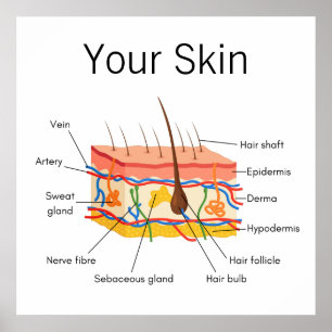 Poster Gráfico de Anatomia do Cabelo da Pele