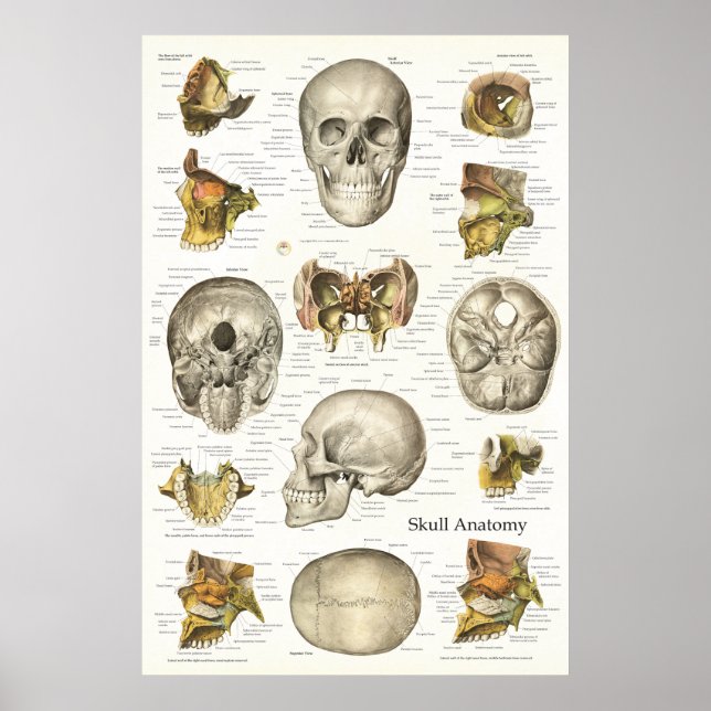 Póster Gráfico de Anatomia do Crânio Humano 24 X 36 (Frente)