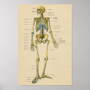 Póster Gráfico de Anatomia do Esqueleto Humano da Vintage