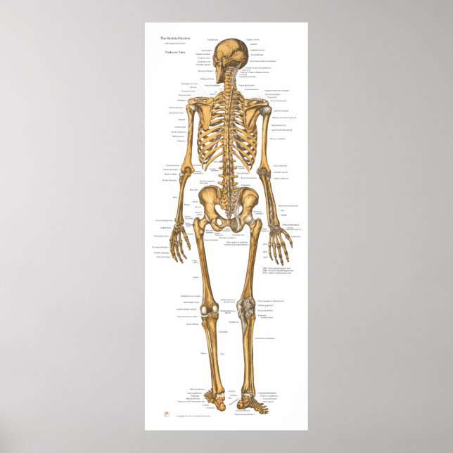 Poster Gráfico de Anatomia do Sistema do Esqueleto Humano (Frente)
