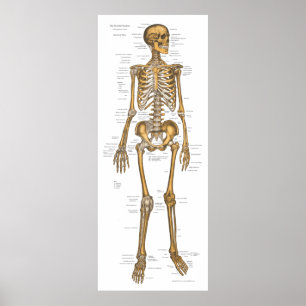 Poster Gráfico de Anatomia do Sistema Esquelético Humano 