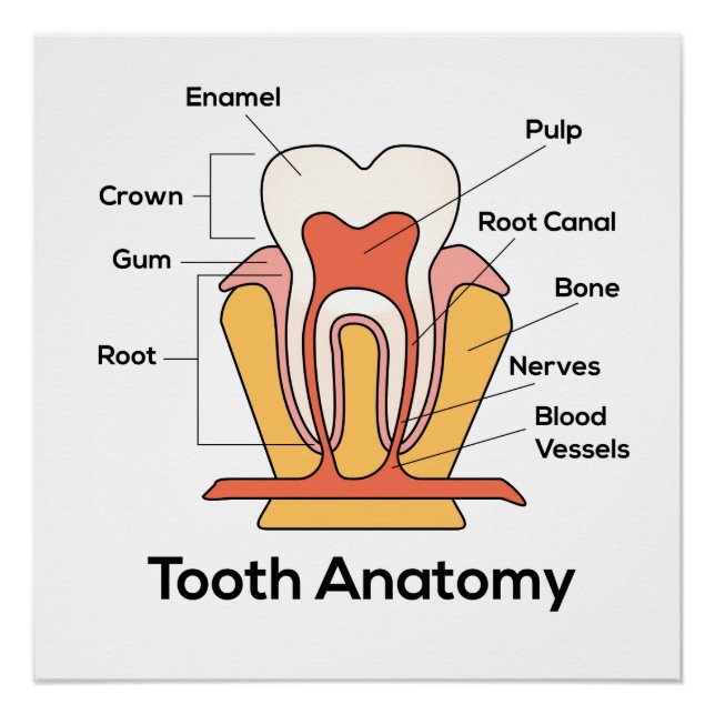 Póster Gráfico de Anatomia dos Dentes (Frente)