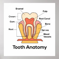 Gráfico de Anatomia dos Dentes