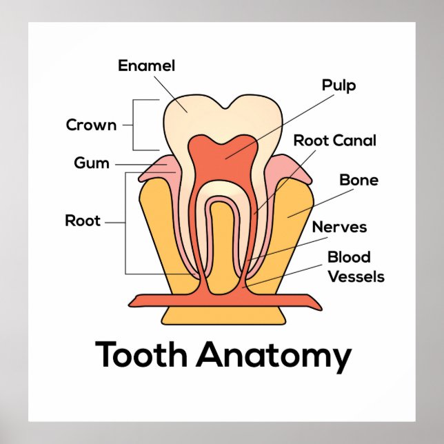 Poster Gráfico de Anatomia dos Dentes (Frente)