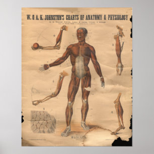 Póster Gráfico de Anatomia dos Músculos Vintage 1906