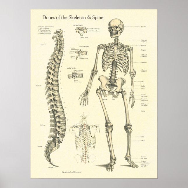 Poster Gráfico de Anatomia dos Ossos da Coluna Vertebral (Frente)