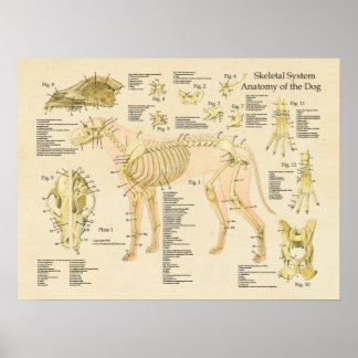 Póster Gráfico de Anatomia dos Ossos do Sistema Esqueleta