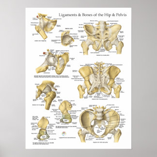 Poster Gráfico de Anatomia dos Ossos e Ligações da anca