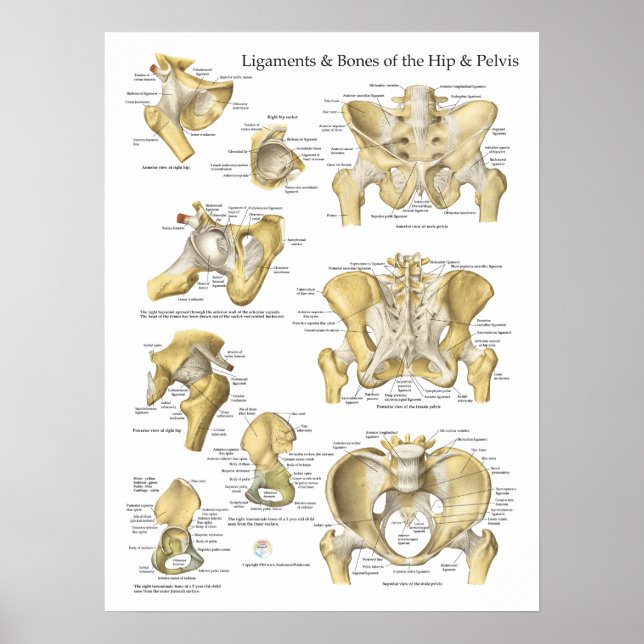 Poster Gráfico de Anatomia dos Ossos e Ligações da anca (Frente)