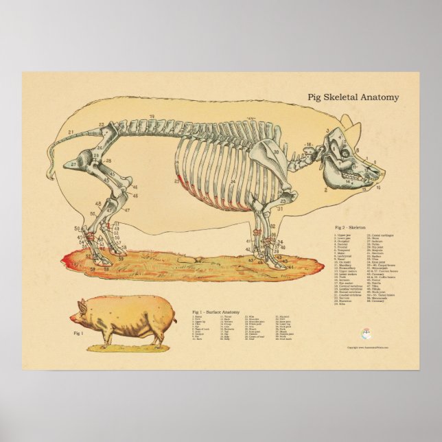 Póster Gráfico de Anatomia Esquelética Veterinária (Frente)