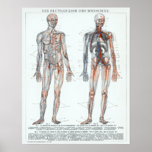 Poster Gráfico de Anatomia Humana Alemã Vintage