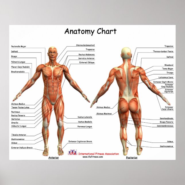 Póster Gráfico de Anatomia IFA (Frente)