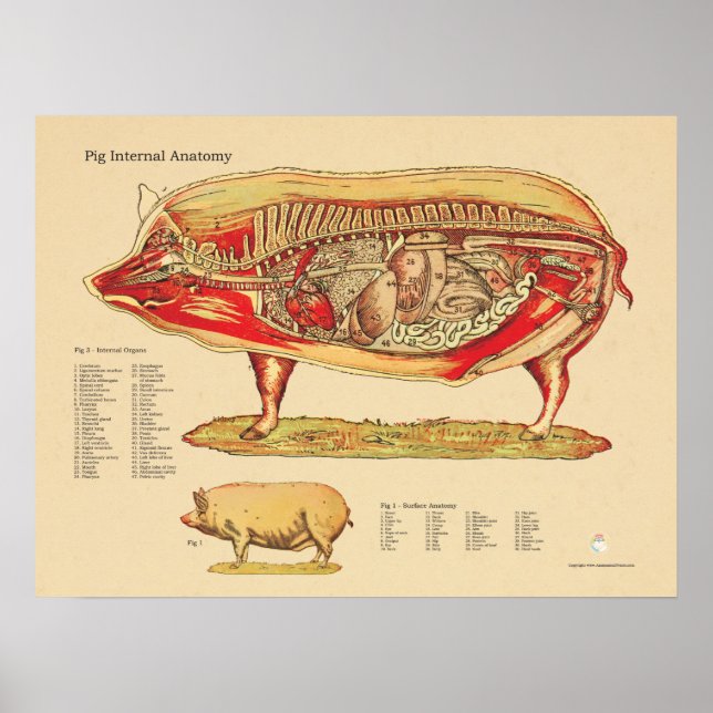 Póster Gráfico de Anatomia Interna do Suíno Veterinário (Frente)