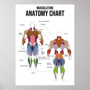 Poster Gráfico de Anatomia Muscular - Diagrama Muscular