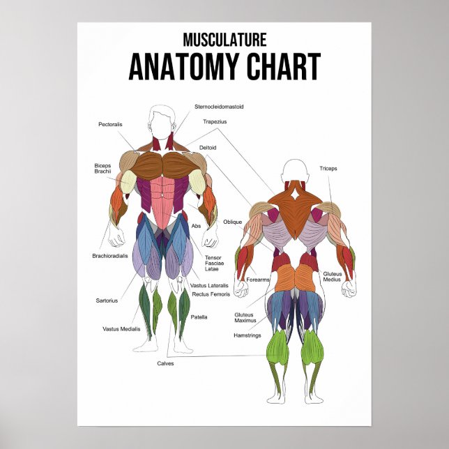 Poster Gráfico de Anatomia Muscular - Diagrama Muscular (Frente)