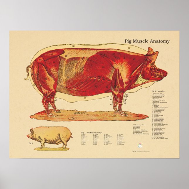 Póster Gráfico de Anatomia Muscular do Suíno Veterinário (Frente)