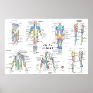 Poster Gráfico de Anatomia Muscular Espanhol