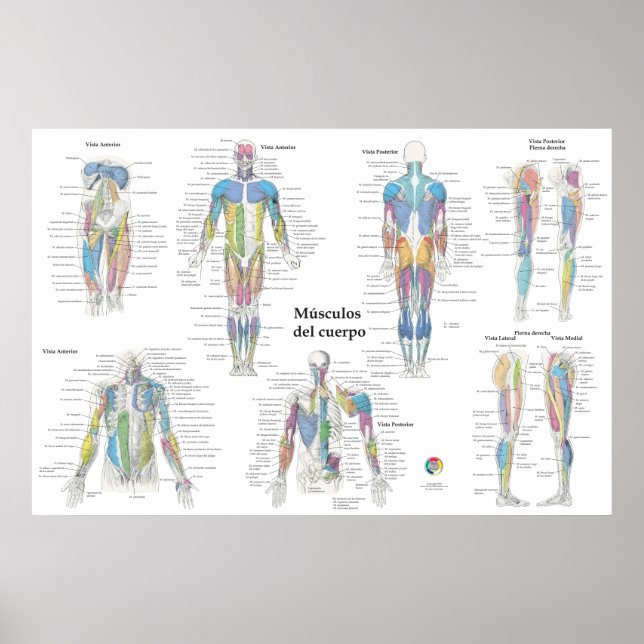 Poster Gráfico de Anatomia Muscular Espanhol (Frente)
