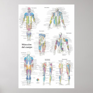 Poster Gráfico de Anatomia Muscular Espanhol