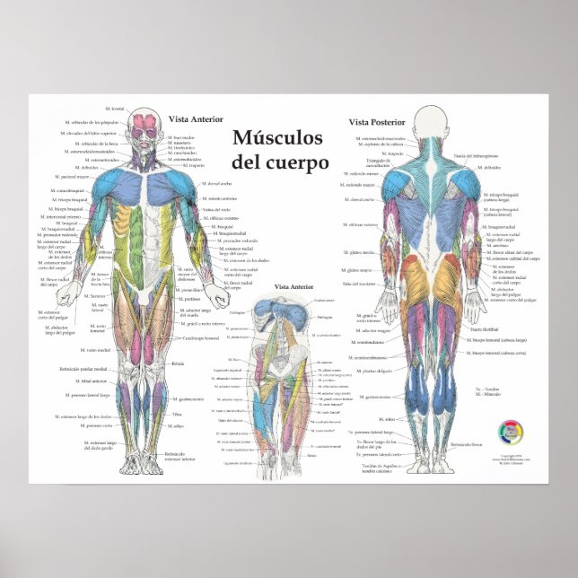 Poster Gráfico de Anatomia Muscular Espanhol (Frente)